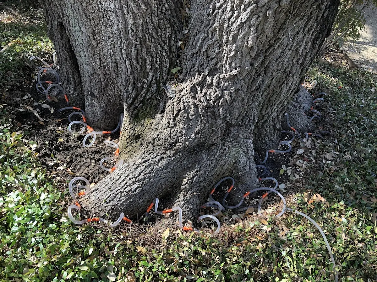 Detailed Tree Cabling and Bracing job site in Hollow Rock
