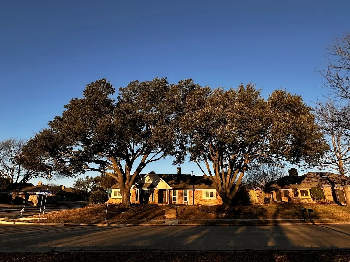 Established residential canopy tree shading a home in Hollow Rock