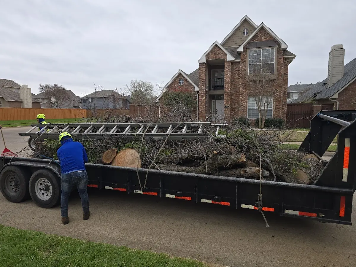 Expert Tree Pest Control with proper safety equipment in Hollow Rock